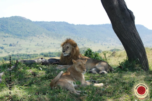 Moonsama; Kenya Wildlife Trust; Sovereign Nature Initiative